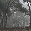 솔바람소리 이미지