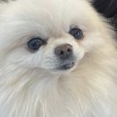 미래동물의료센터 | 슬개골 탈구 수술 후기 - 강아지 다리를 들고 걷나요...대표 증상들 - 분당 동물병원 미래동물의료센터