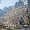 리베라 | 동탄 리베라 벚꽃 봄 산책 후기