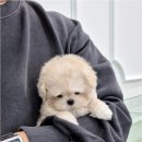 천안강아지분양 우리집퍼피 천안아산본점 (하이도그) | 천안강아지분양 우리집퍼피 천안아산본점 하이도그 입양 전 확인할 필수 체크리스트와 관리법