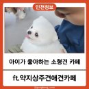 신발신은 강아지 | 인천 아이와 함께 가기 좋은 50마리 상주견 강아지카페, 초3 아들과 세 번째 방문후기