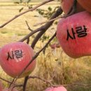 사과나무
