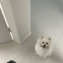 강아지고양이편의점구로 네이버블로그