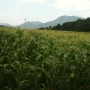 곡성-263 이미지