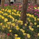 4월11일(화)서울숲 튜율립축제와 한강 뚝섬유원지 이미지
