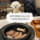 발산역 애견동반고기집 고기꿈 마곡본점 한돈회식세트후기
