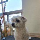 뭉치, 그루밍 이미지