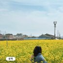 네일개화 | 강원도 삼척 여행 맹방유채꽃축제 벚꽃 개화 후기