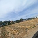 오래두고 드세요-무안만생양파 이미지