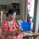 토란대껍질벗기심 이미지