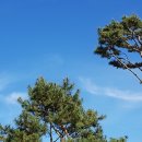 파랑도복집 이미지