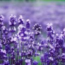 라벤더 이미지
