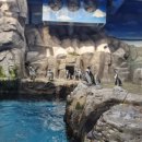 오션 아레나 이미지