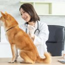 토비동물병원 이미지