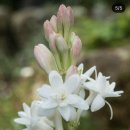 사철농장 | 내돈내산 이게 실패냐 성공이냐 튜베로즈 구근 직구, 15cm 광고에 속아 '검지손가락' 받은 사연