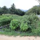 불정자연휴양림 황토펜션 이미지