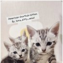 달냥이