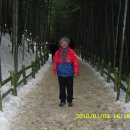 국토순례여행(20) - 1월 9일: 대나무의 고장 담양에서 이미지