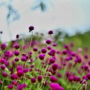 가야 농장 이미지