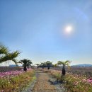 코스모스가든 | [충남] 태안 애견동반 산책로 / 가을 코스모스 명소 &#34;가든스퀘어&#34; 방문 후기