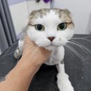 아꼬운몽 이미지