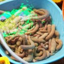 다솜이네 이미지