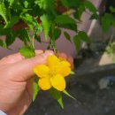 금락초등학교 이미지