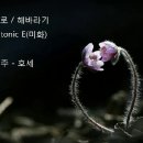 '사랑으로' - 해바라기/ 함께하기 이미지