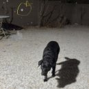 소렌토펜션엔민박 | 안산 애견 동반 펜션 / 대부도 애견 동반 단독 펜션 숙박 주택 / 마당 있는 펜션 내돈내산