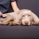 이쁜 강아지 이미지