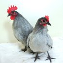 게임잉글리쉬 이미지