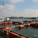 돌고래좌대낚시터 이미지