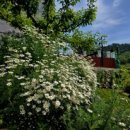 Antonio`s Farm 이미지