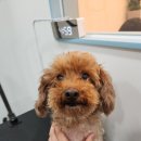 깔꼼 애견미용실 이미지