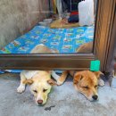 애끼카센타 이미지