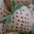 pineberry(파인베리) 이미지