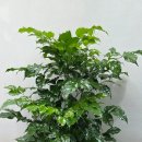 녹수한의원 | 개업화분배송 사무실 인테리어 맞춤형 방배동 축하선물