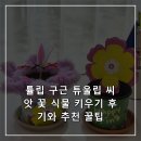 좋은씨앗어린이집 | 튤립 구근 튜울립 씨앗 꽃 식물 키우기 후기와 추천 꿀팁