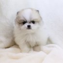 도그마루 강아지 고양이 수원점 네이버블로그