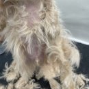 허니모모 애견미용실 이미지