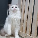 신비돌스 랙돌 캐터리 이미지