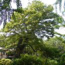 운남남양아파트 | 인천국제공항에서 가까운 고즈넉한 산사, 영종도 백운산 용궁사 ~~~ (양주성금속비, 용궁사 느티나무...