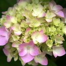 천지가든 이미지