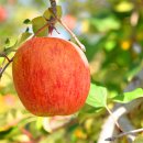 은성농장 이미지