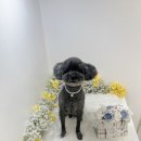 하리몽 네이버블로그