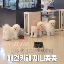 애견카페 제니콩콩 이미지
