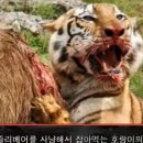 주작