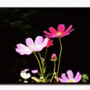 꽃보다아름다운당신 이미지