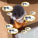 리앤푸드주 | Jade in Sydney - week 4 / 장보고 밥해먹고 산책하고 산책하고 산책하는 일상