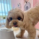 프레셔스독 이미지